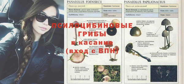 индика Абаза